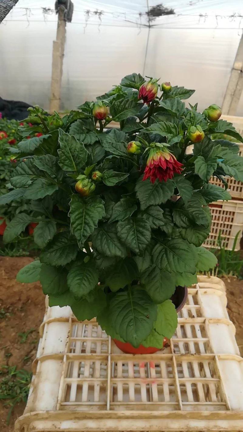 小丽花，进口品种，规格齐全，花色多，基地直发，一手货源