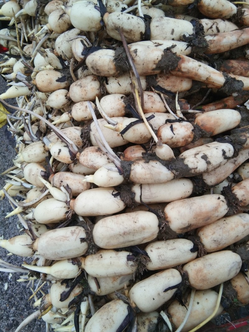 莲藕，脆藕，白白嫩嫩，本地货，大量上市，
