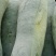 冬瓜