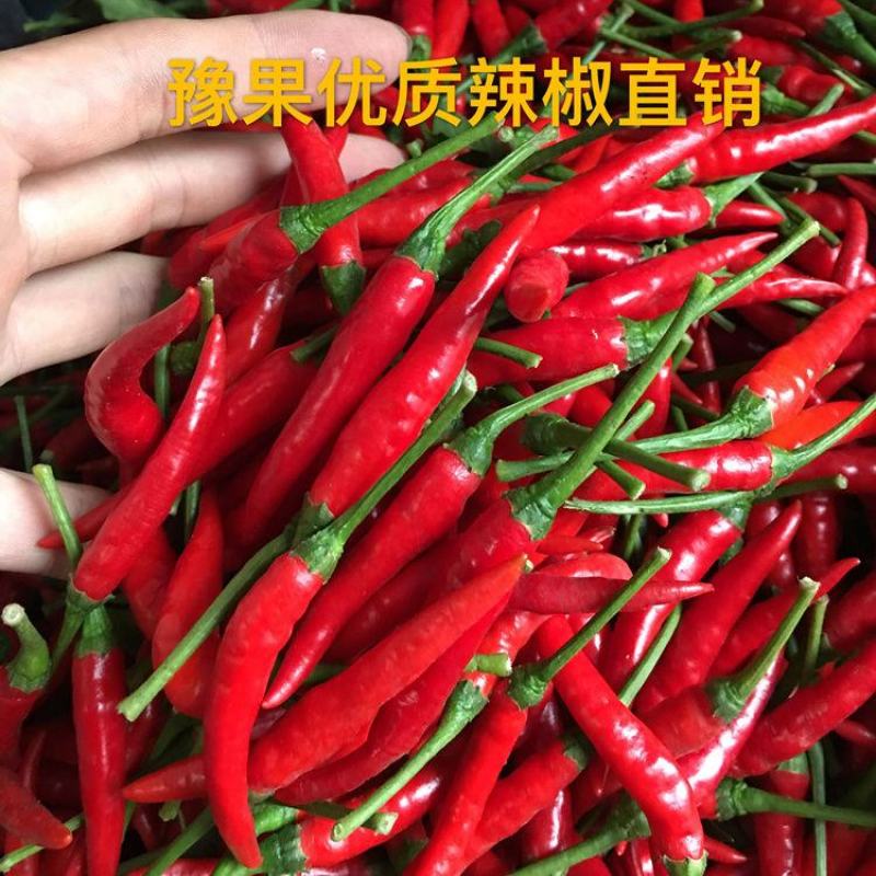 新鲜小米椒超辣泰椒自剁酱特辣朝天椒小米辣红小尖椒一件代发