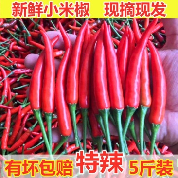 新鲜小米椒超辣泰椒自剁酱特辣朝天椒小米辣红小尖椒一件代发
