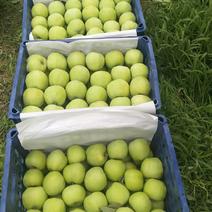 藤木一早熟苹果大量上市，产地直销，保质保量