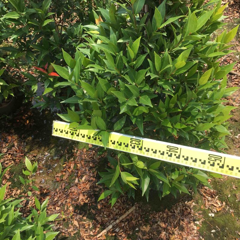 红车鸿运红车1米-4米基地大量现货，欢迎各位客户咨询