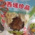新疆西域珍品天山雪莲花量大优惠一支也包邮