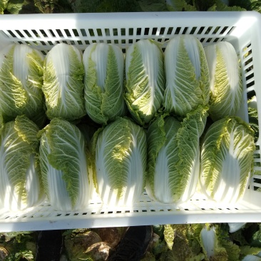 黄心娃娃菜