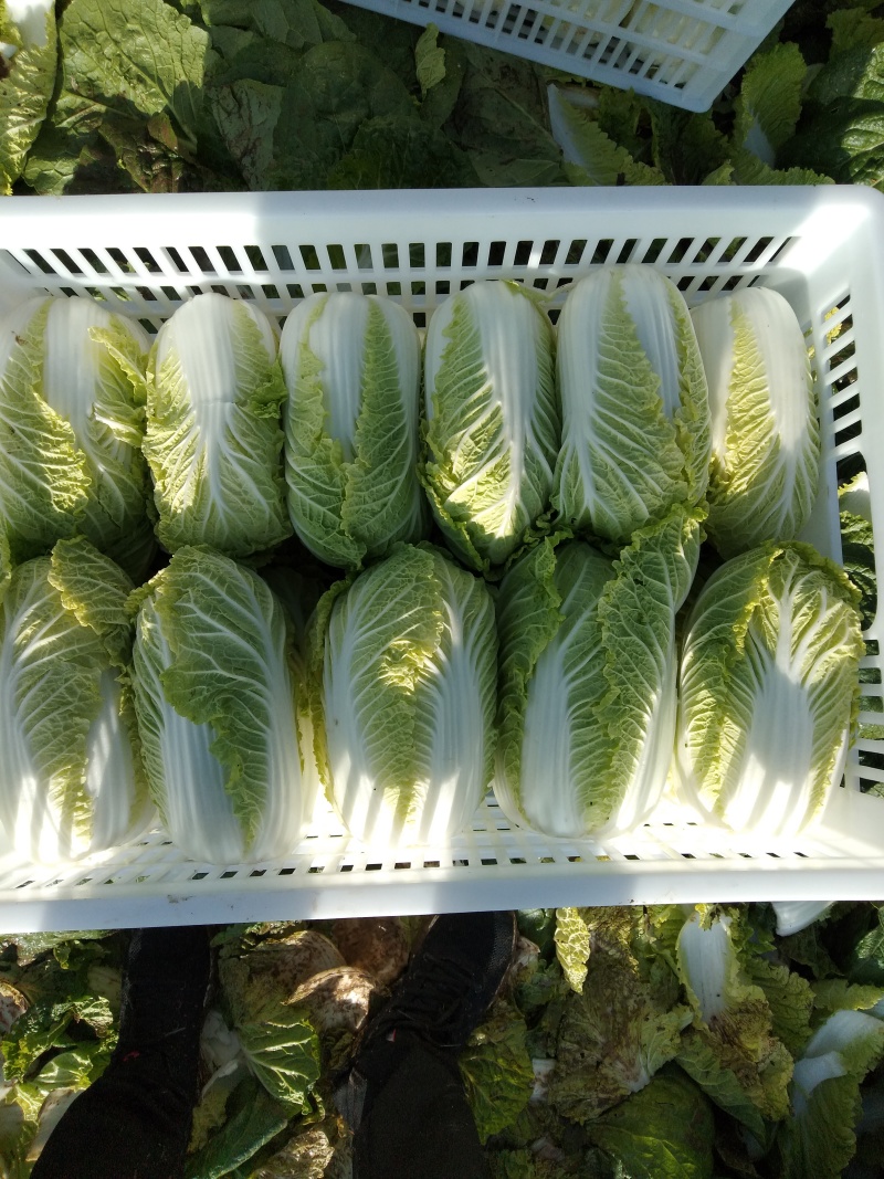黄心娃娃菜