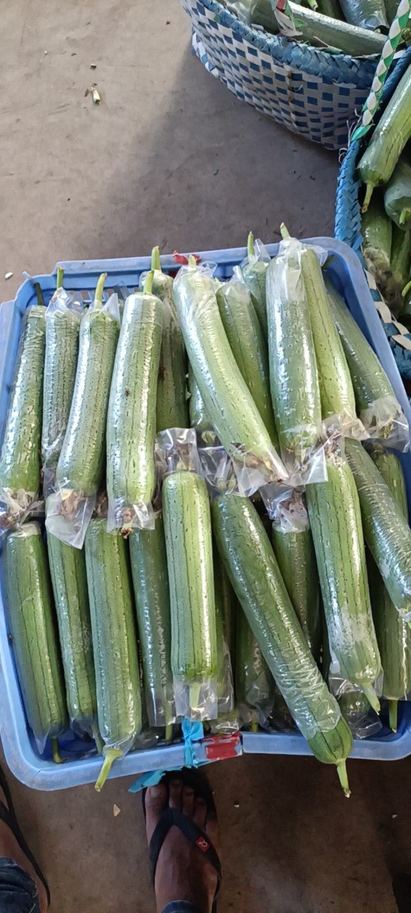 青丝瓜横县丝瓜青皮水瓜水丝瓜肉丝瓜无棱丝瓜套水瓜