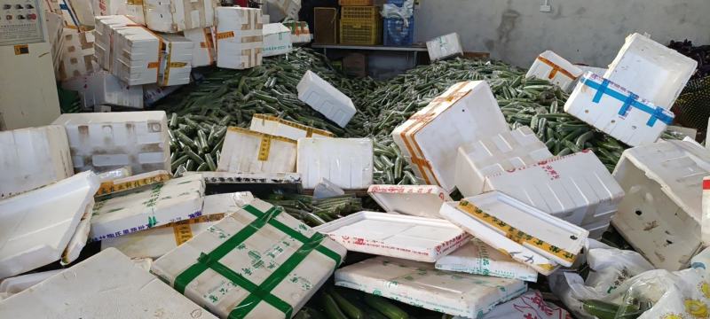 青丝瓜横县丝瓜青皮水瓜水丝瓜肉丝瓜无棱丝瓜套水瓜