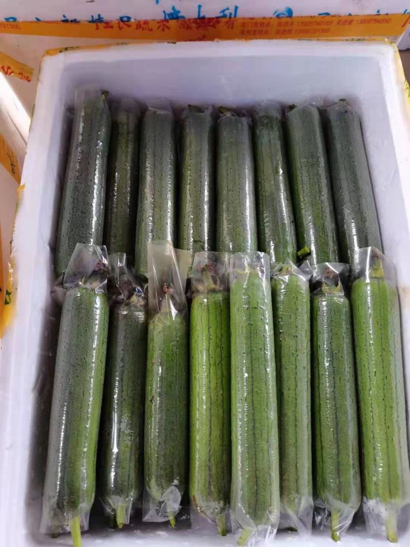 青丝瓜横县丝瓜青皮水瓜水丝瓜肉丝瓜无棱丝瓜套水瓜