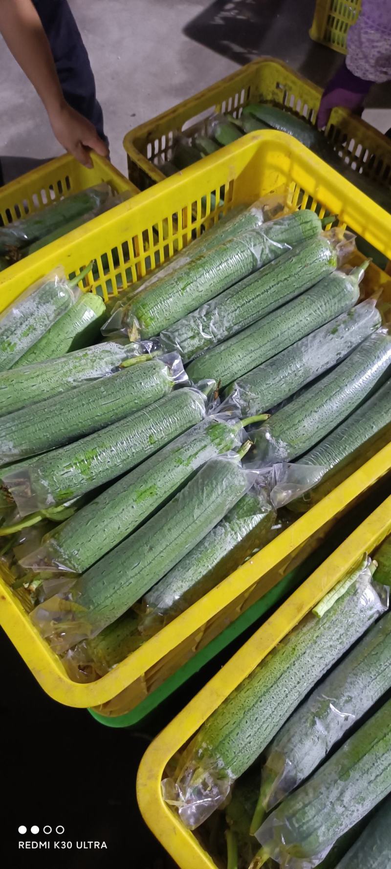青丝瓜横县丝瓜青皮水瓜水丝瓜肉丝瓜无棱丝瓜套水瓜