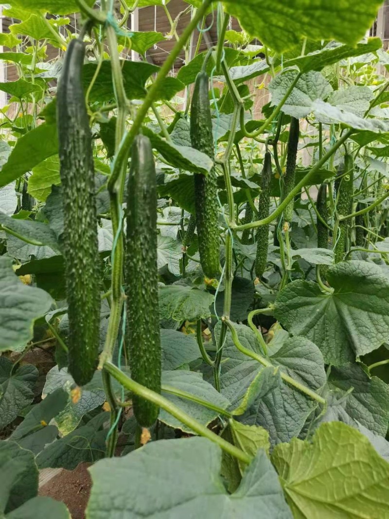 嫁接黄瓜苗抗热越夏德瑞特65黄瓜苗寿光黄瓜育苗场