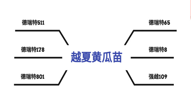 黄瓜苗德瑞特8黄瓜苗越夏强雌黄瓜苗耐热高抗病
