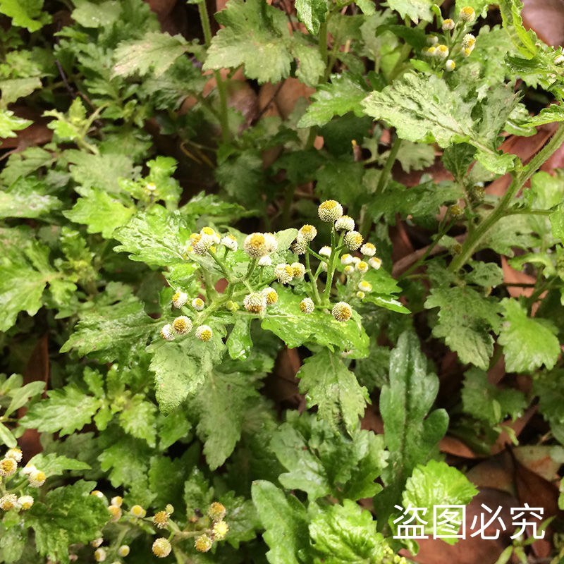 新鲜中草药材野生鱼眼草三仙菜星宿草地胡椒