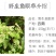 新鲜中草药材野生鱼眼草三仙菜星宿草地胡椒