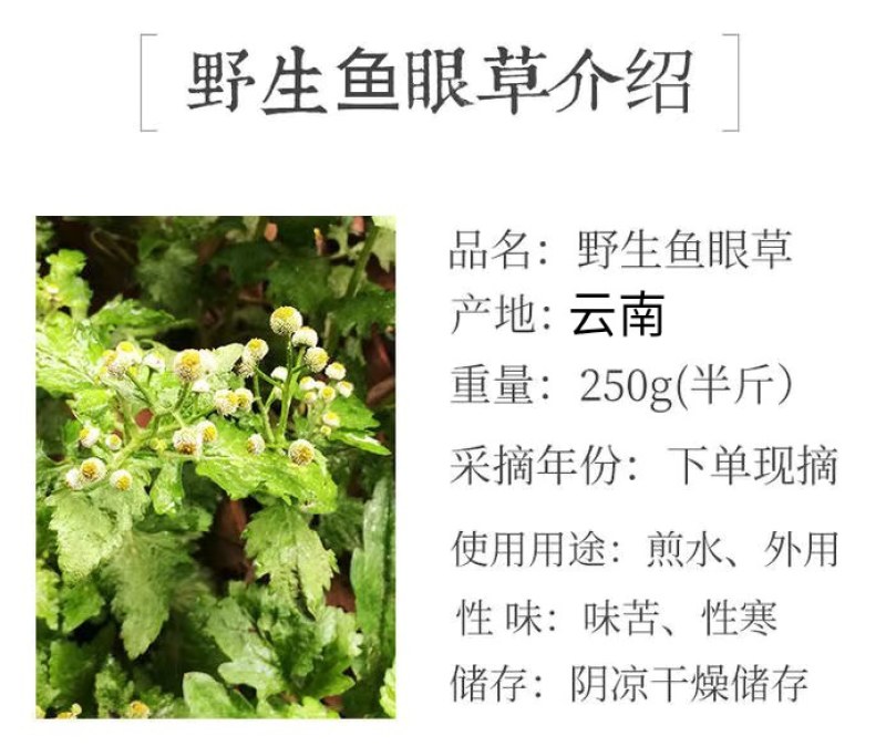 新鲜中草药材野生鱼眼草三仙菜星宿草地胡椒