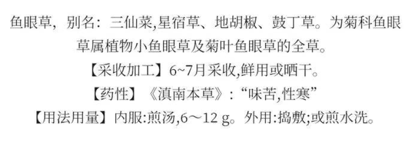 新鲜中草药材野生鱼眼草三仙菜星宿草地胡椒