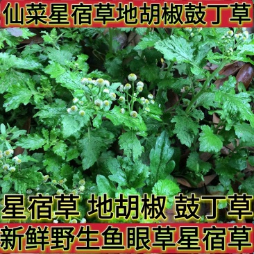 新鲜中草药材野生鱼眼草三仙菜星宿草地胡椒