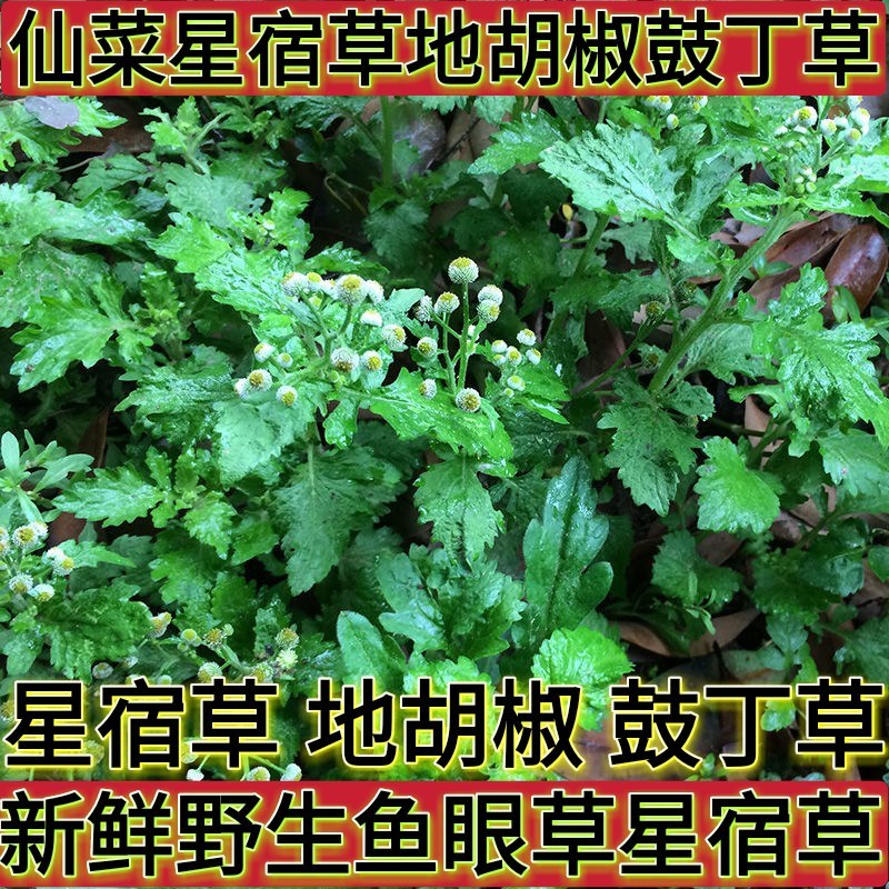 新鲜中草药材野生鱼眼草三仙菜星宿草地胡椒