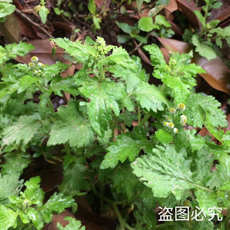 新鲜中草药材野生鱼眼草三仙菜星宿草地胡椒