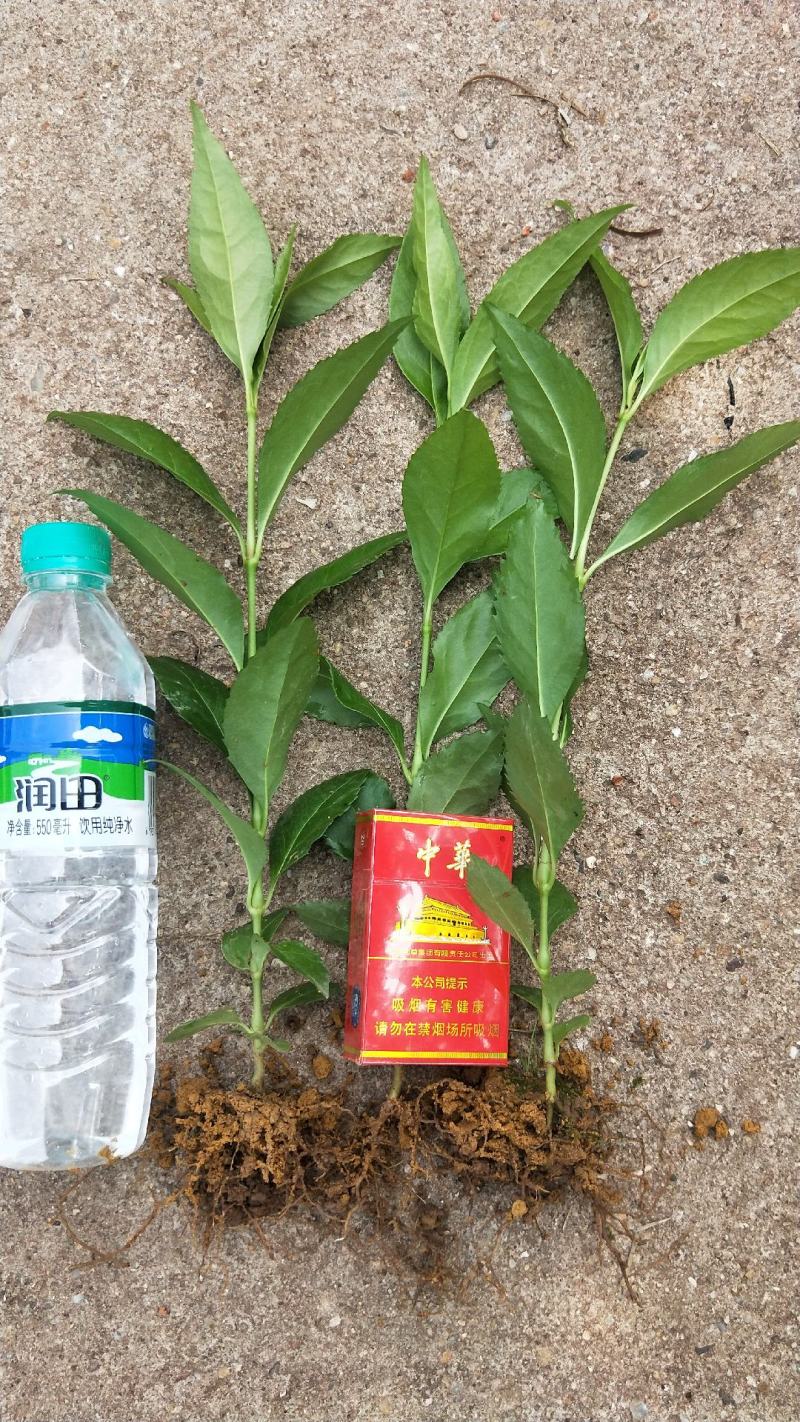 草珊瑚种子2023年新鲜饱满免费提供育苗种植技术保成活率