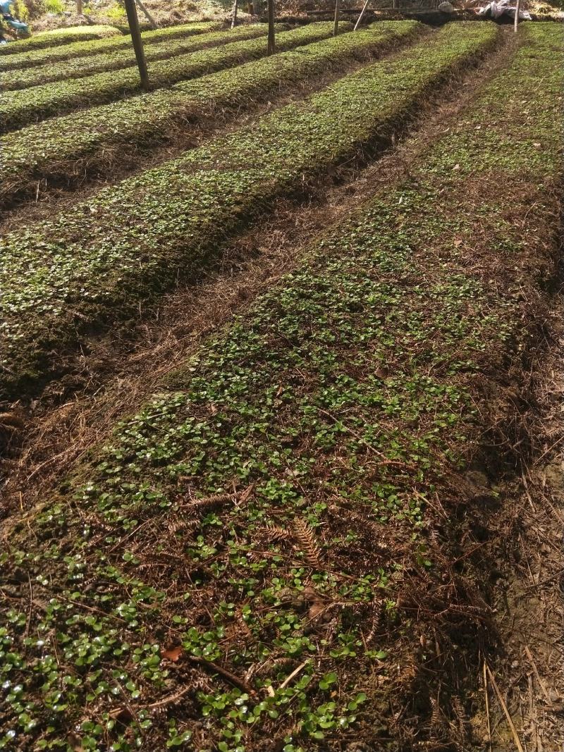草珊瑚种子2023年新鲜饱满免费提供育苗种植技术保成活率