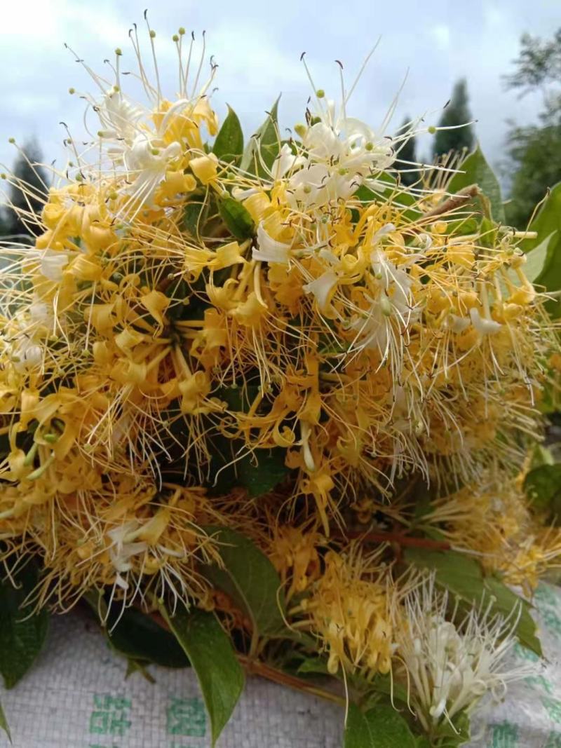 中药花类