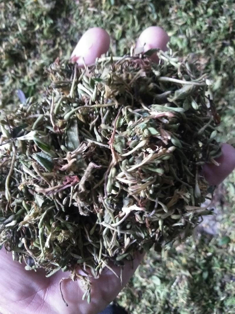 中药花类