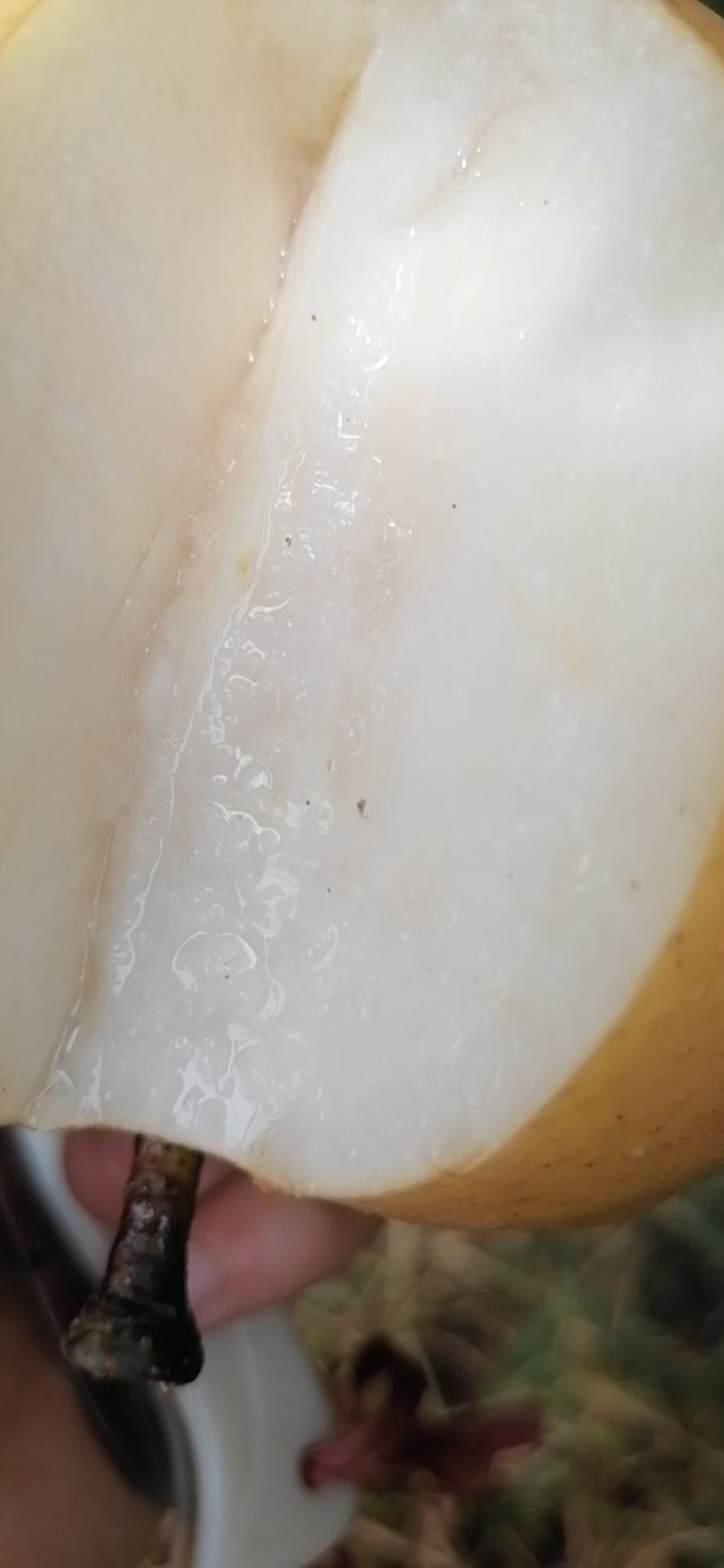圆红梨，圆红梨