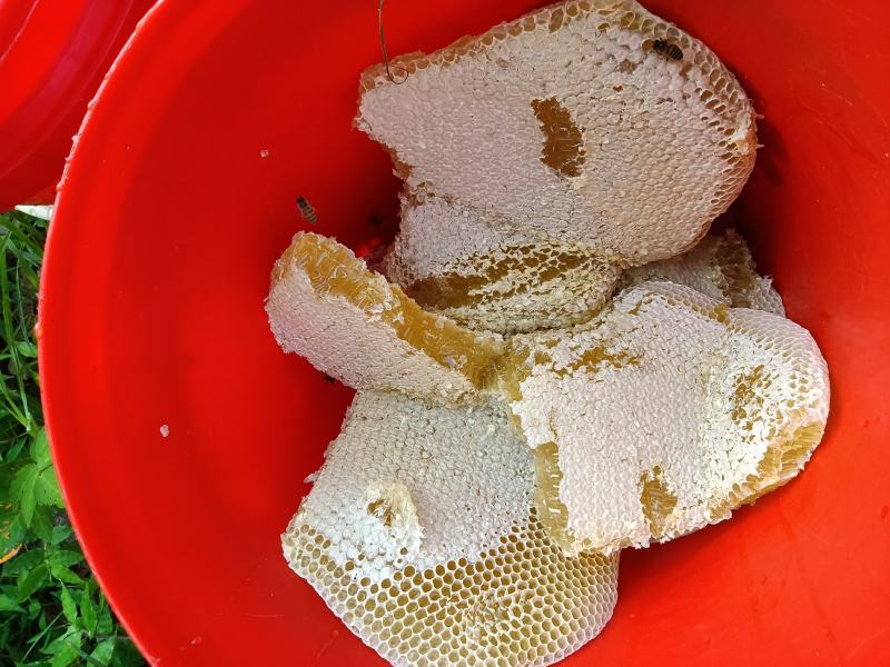 野生蜂蜜