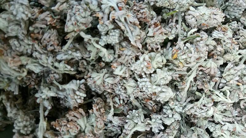 密蒙花干货干净无杂质常年经营各种中药材