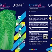 精品大白菜种子接受订单