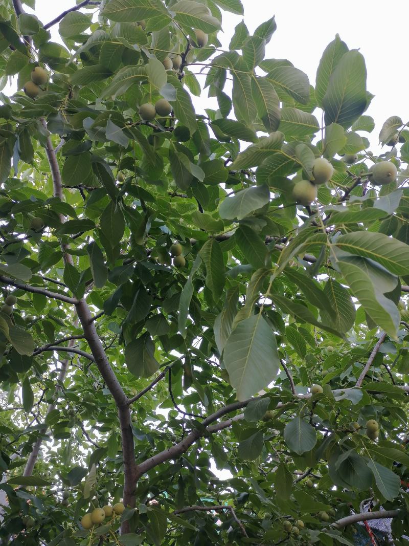 薄皮核桃，果粒饱满，香脆可口，自产自销
