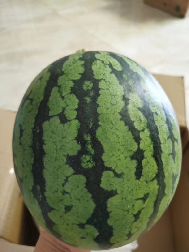 8424/西瓜，产地一手货源，价格便宜，欢迎咨询订购