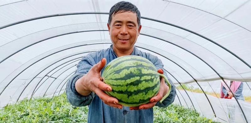8424/西瓜，产地一手货源，价格便宜，欢迎咨询订购