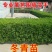 冬青苗冬青树耐寒耐热树苗篱笆苗围墙庭院绿化苗四季常青