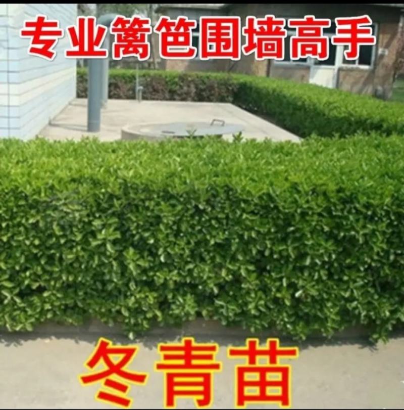冬青苗冬青树耐寒耐热树苗篱笆苗围墙庭院绿化苗四季常青
