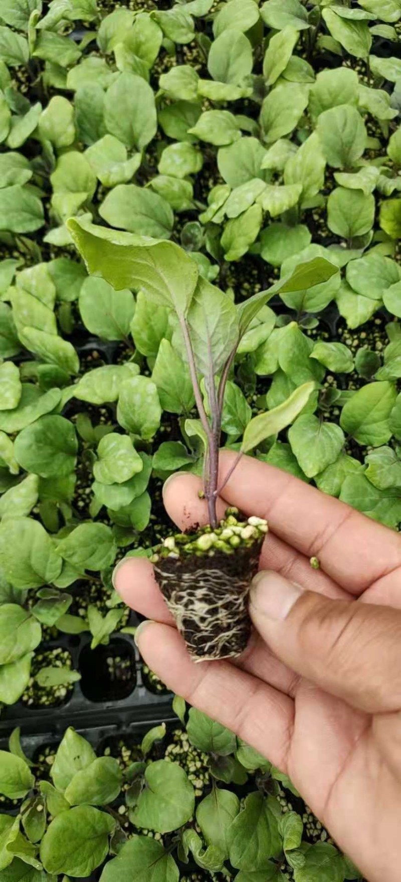 黑宝茄子苗嫁接圆茄子苗紫黑皮茄子苗圆球形大果白肉