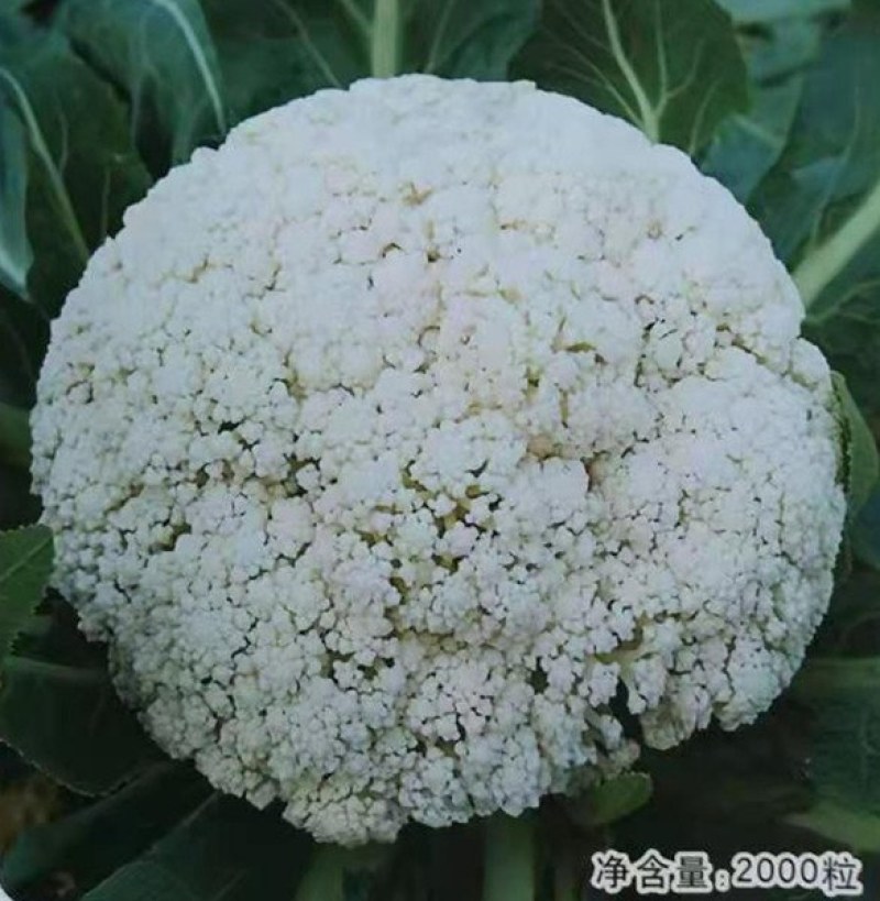 65天菜花苗耐热花菜苗有机菜花苗青梗松花菜苗