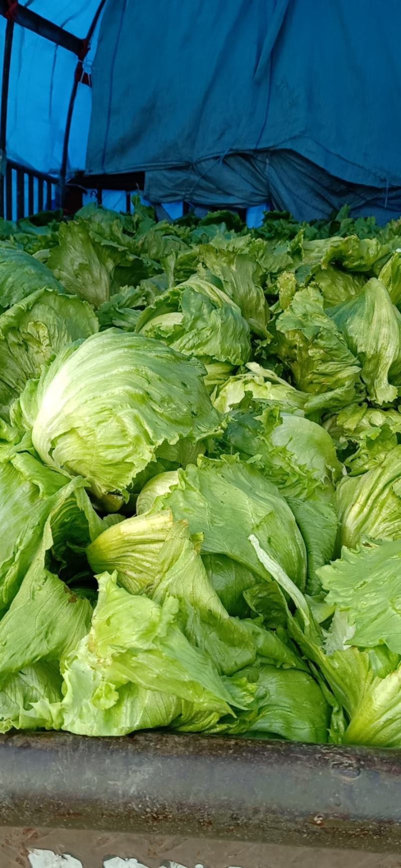 生菜，散叶生菜，球生菜，菜型好，供货量大，诚信代办代收。