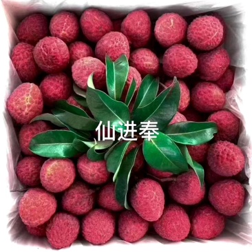 正宗增城区基岗村仙进奉荔枝