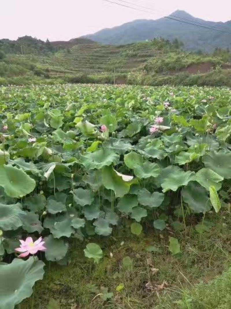 广昌优质剥好的新鲜莲子批发零售