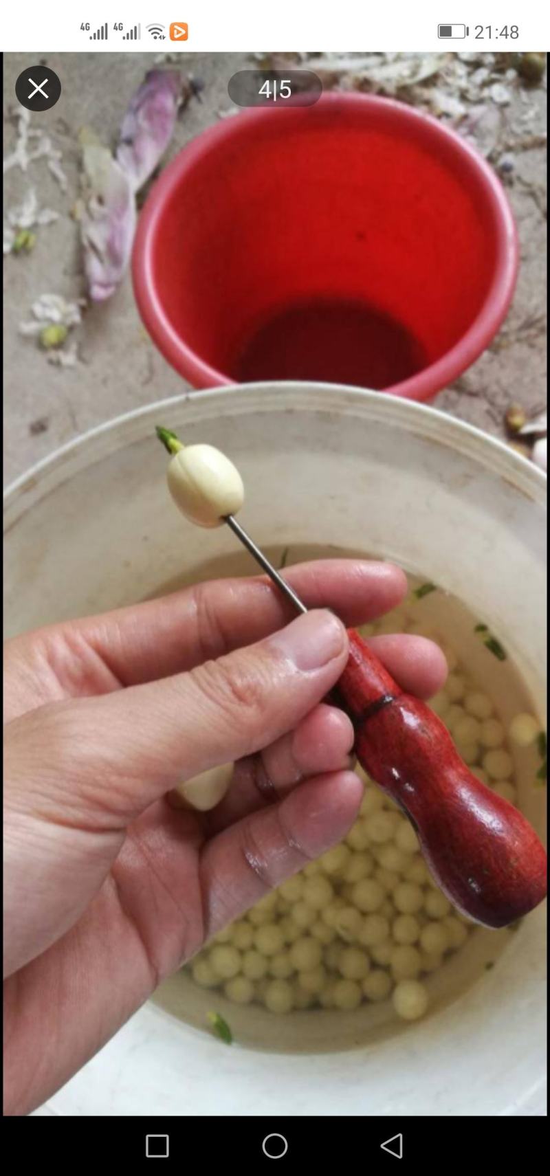 广昌优质剥好的新鲜莲子批发零售