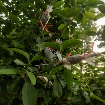 木绣球