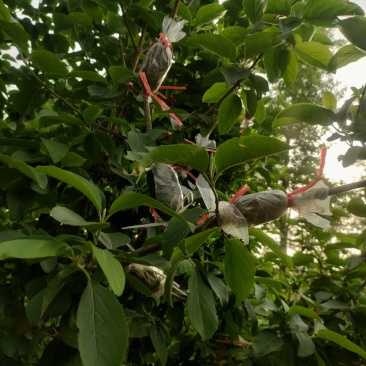 木绣球