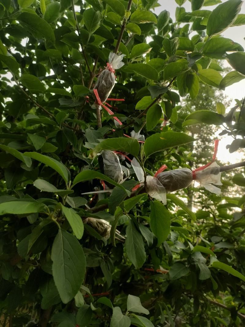 木绣球