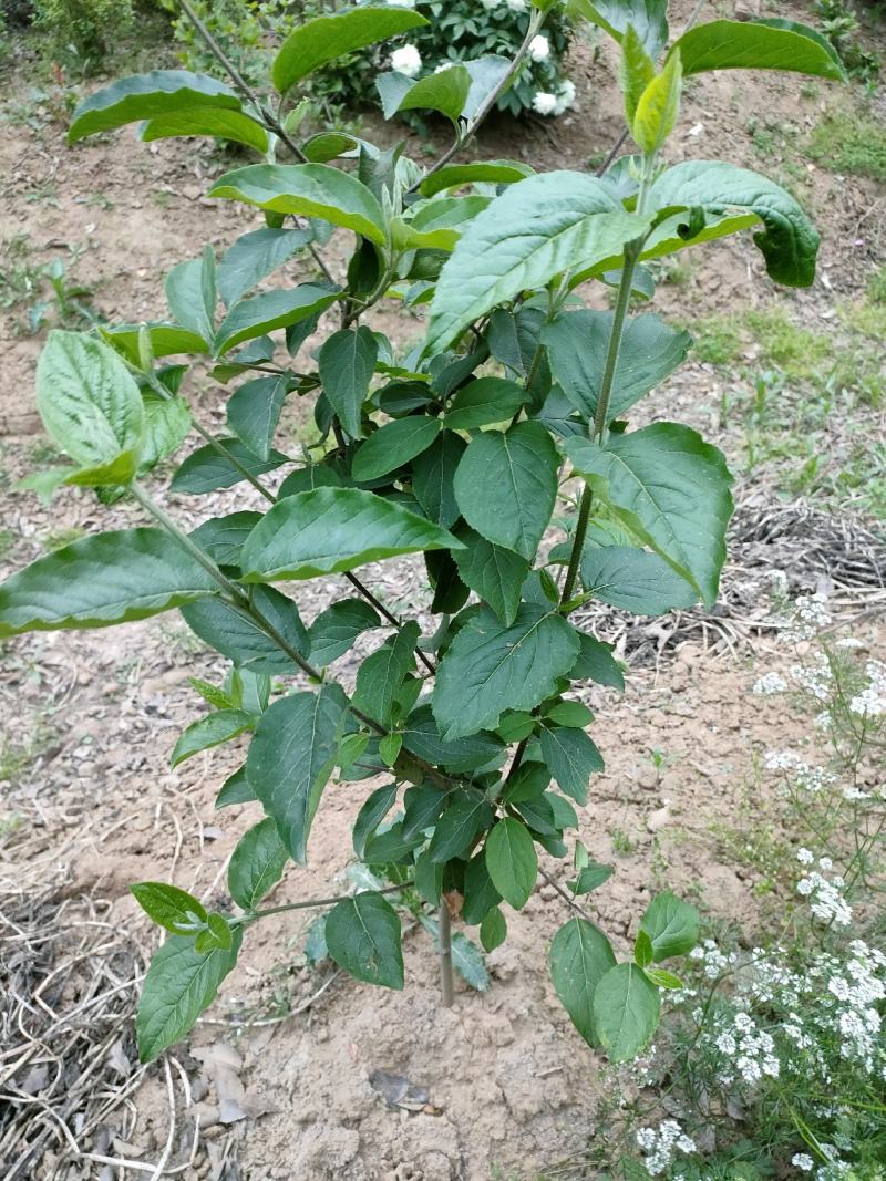 木绣球