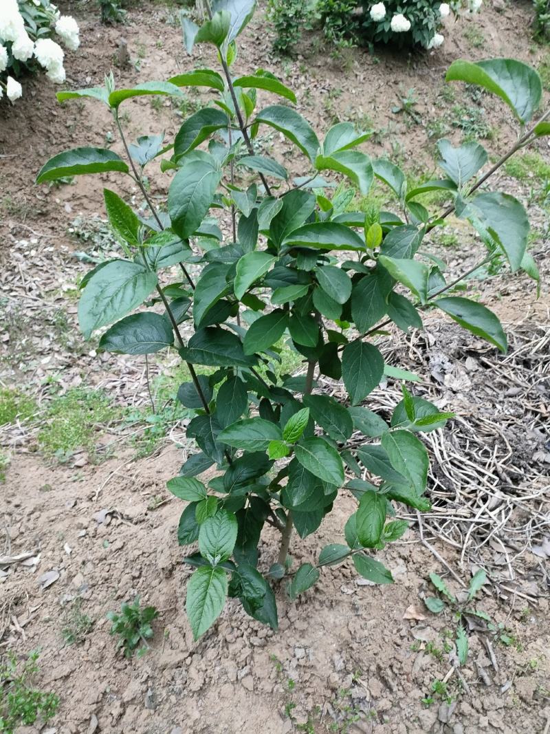 木绣球