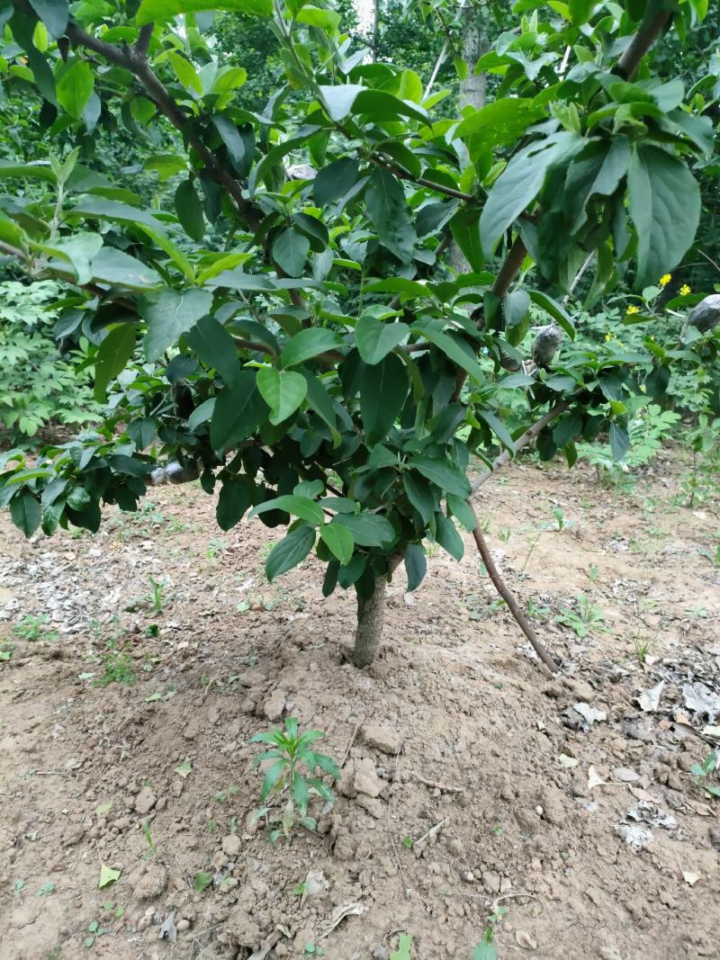 木绣球