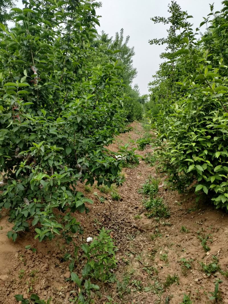 木绣球