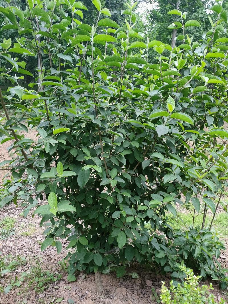 木绣球